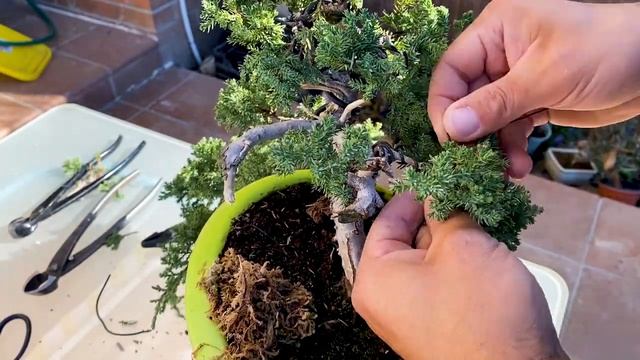 #PODA Y #ALAMBRADO De Formación En #JUNIPERUS Procumbens #NANA Estilo #CASCADA #BONSAI