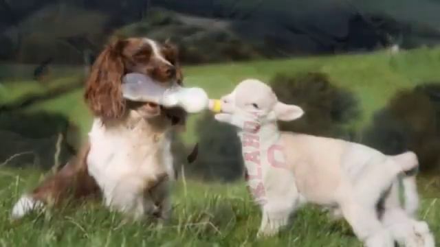 Друг должен быть всегда рядом смотреть онлайн