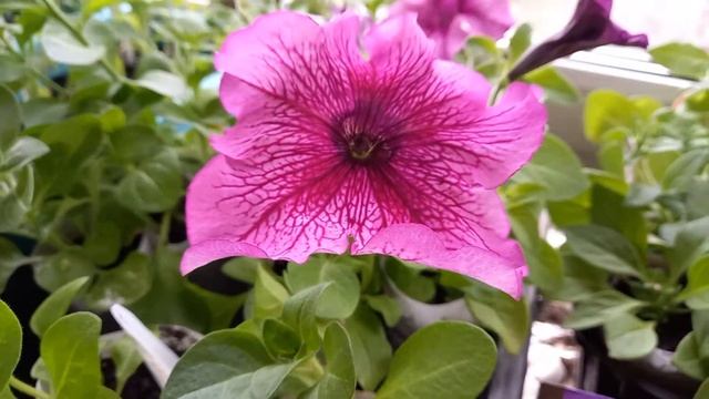 Петуния сорт призм вишнёвые жилки.4 мая 2022 год. смотреть онлайн