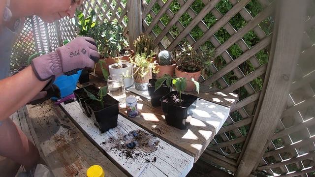 Episode 8 - Bumping Up Sunflowers & Snapdragons // Dahlia Cuttings