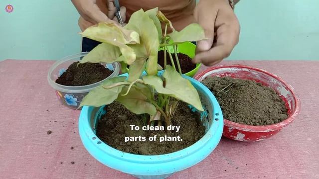 Syngonium Plant|How to repot/transplant Syngonium (Strawberry cream plant) | Best indoor plants смотреть онлайн
