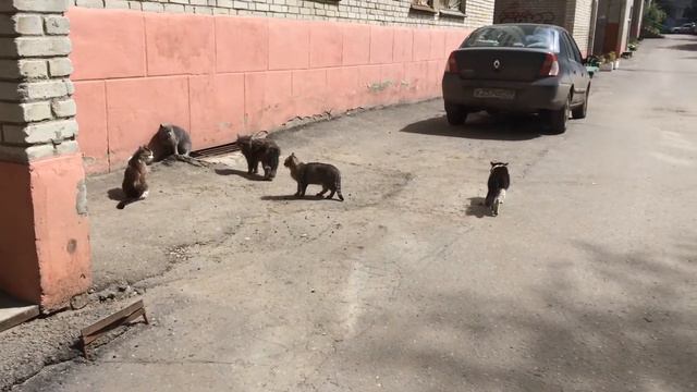 Коты под валерьянкой смотреть онлайн