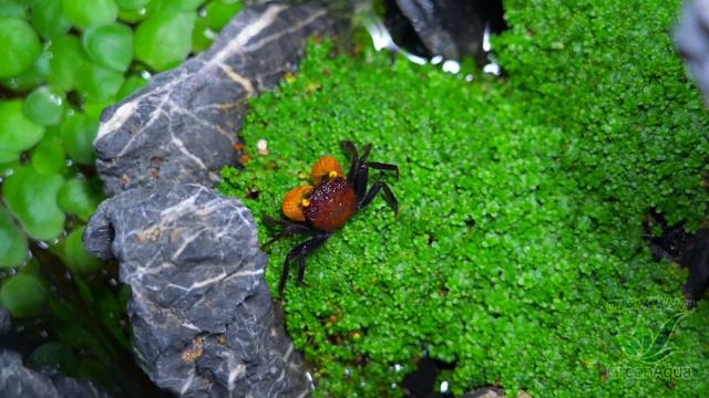 Краб Красный дьявол (Geosesarma hagen). Вариант оформления жилища. смотреть онлайн