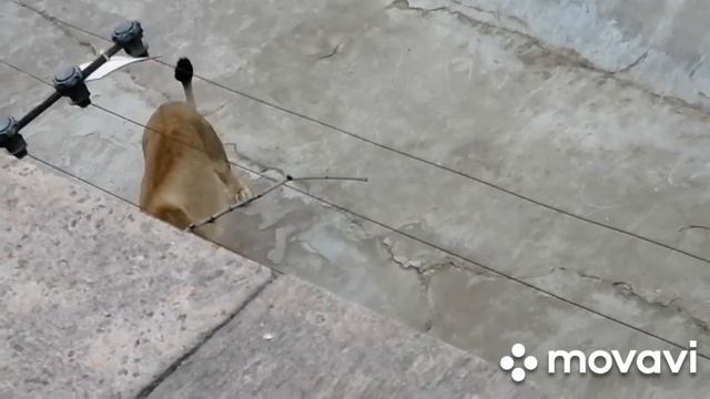 Львы московского зоопарка. Сентябрь 2022. смотреть онлайн