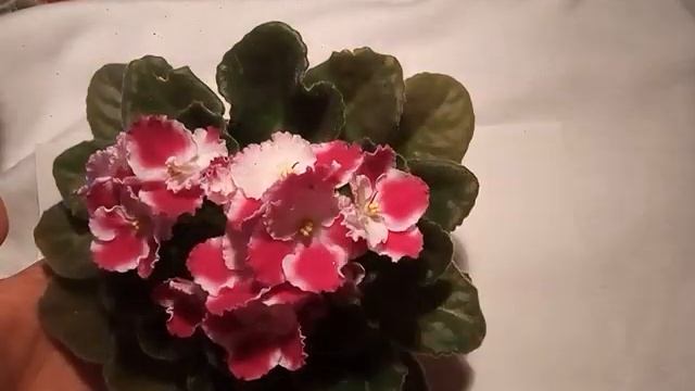Фиалка моя любимица. смотреть онлайн