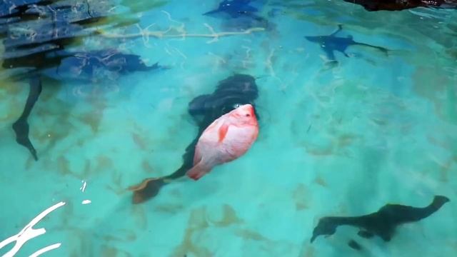 MONSTER FISH FEEDING!! DID THE ARAPAIMA SWALLOW A 12