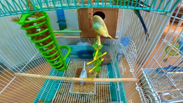 1 Hour Budgie Sounds for Lonely Budgies| Budgies Daily Activity With Fighting, Courting，Mating смотреть онлайн