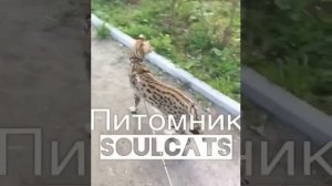 Саванна F1 Макс из питомника SoulCats??
