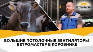 Большие вентиляторы ВЕТРОМАСТЕР на молочной ферме в коровнике | СПК МАЛАХОВО