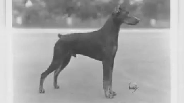 Doberman history டாபர்மேன் நாயின் வரலாறு உருவானவிதம் 1 смотреть онлайн