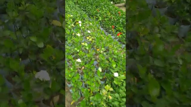 #plants/indoor/Outdoor , All types of plants mix #flagrant Tree # Mosquito plant смотреть онлайн