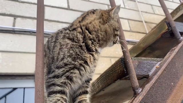 Экскурсия на ферму: буренки, внедорожники и лесные посиделки