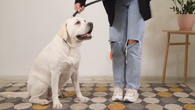 10 вопросов владельцу про лабрадора-ретривера: характер, ум и доброта ? смотреть онлайн