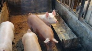 🐷Откорм поросят. Вес поросят в 4 месяца. БМВД