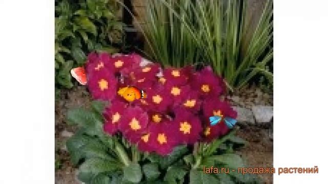 Примула высокая Вайн ? высокая примула Вайн обзор: как сажать, семена примулы Вайн смотреть онлайн