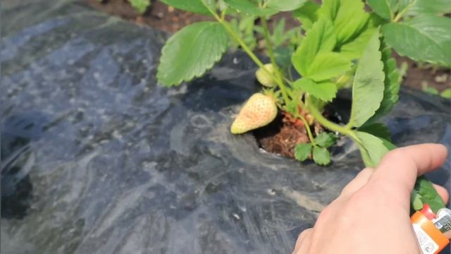 Клубника сорт "Азия". Обзор. смотреть онлайн