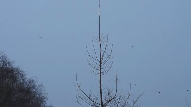 Обзор духовых манков ч. 2 смотреть онлайн