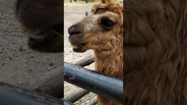Лама. Лама ест траву. Милые животные. #мимимишки #лама #милыеживотные смотреть онлайн