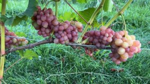 Виноград Подарок Никополю в Беларуси (01.09.22)