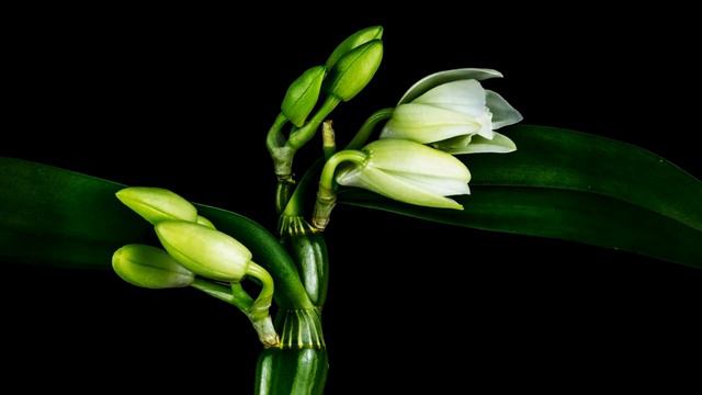 Timelapse: Watch Orchid Flowers Bloom смотреть онлайн