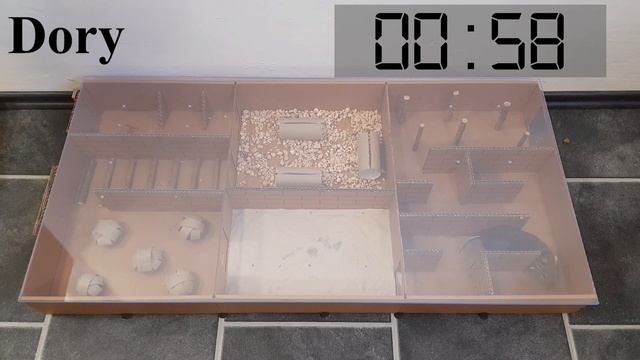 Simple Maze for Octodon DEGUS. смотреть онлайн