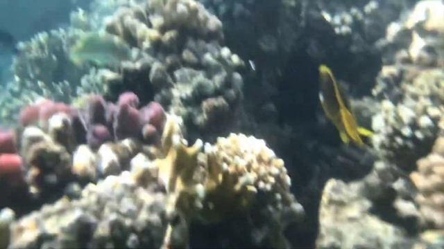 Водонепроницаемый чехол для телефона  Кейс для подводной сьемки на смартфон