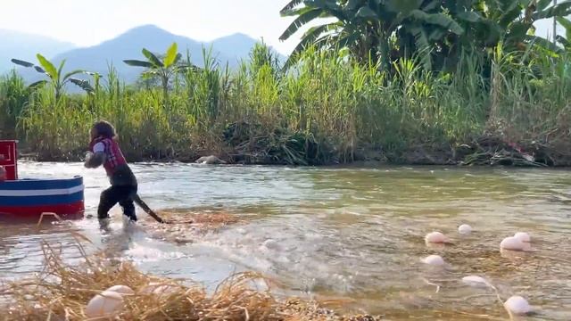 Baby Monkey Bim Bim And Obi Goes Boat To Collect Duck Eggs To Help Dad
