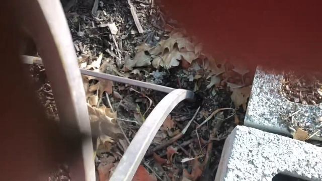 Episode 23: How I Transplant Marigold Seedlings And An Update On Potting Up Sweet Peppers