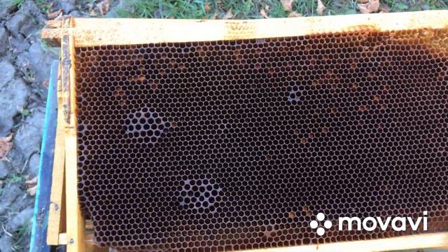 Сила карники и бакфаст перед зимовкой. Окончание сезона 2021. смотреть онлайн