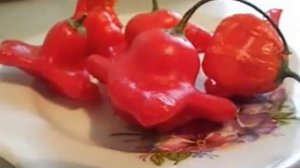 Перец острый красный - колокольчик //Секреты хороших урожаев.