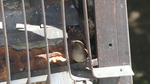 самка воробья кормит двух желторотых птенчиков смотреть онлайн