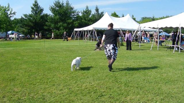Symarun's Mass Effect - Kingston District Kennel Club (June 2012) смотреть онлайн