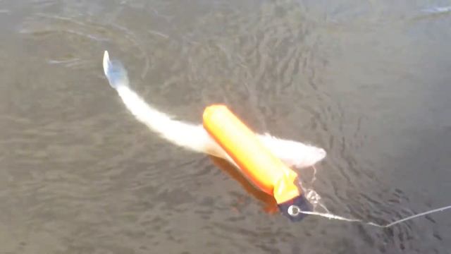 Судак на кукане смотреть онлайн