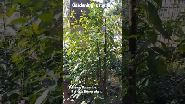 Barleria cristata Flower plant | Kanakambaram Winter flower plants #garden #gardeningismylife смотреть онлайн