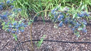 Голубика, как добиться шикарное плодоношение.