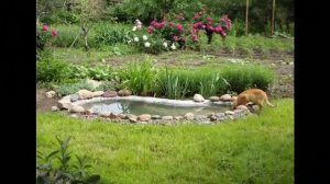 Пруд на даче -  главное украшение