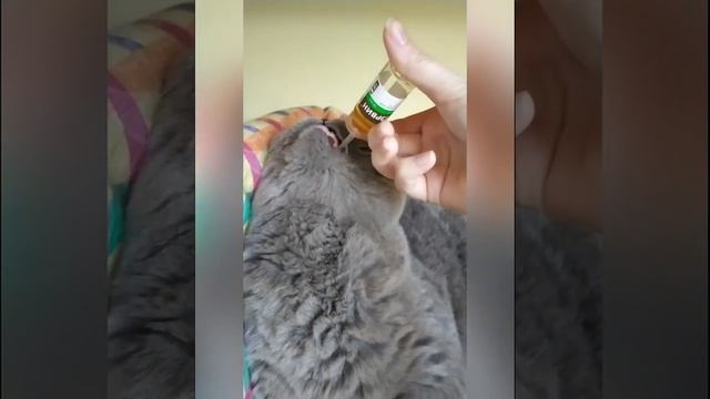 Котэрвин, как давать капли кошке смотреть онлайн