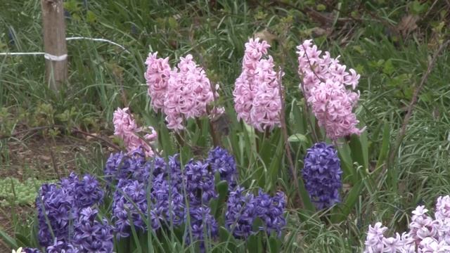 Гиацинты в уфимском ботаническом саду-институте смотреть онлайн
