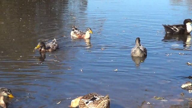 Как отличить утку от селезня . легкий способ - Лпх Дом Велеса - жизнь за городом смотреть онлайн