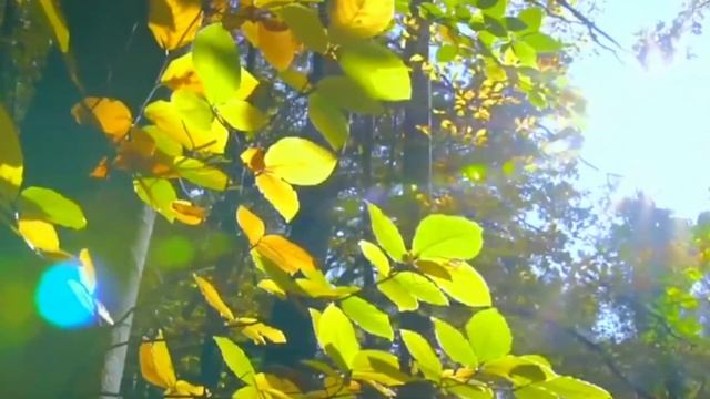 #премьерапесни ПЛАКАЛА ОСЕНЬ в исполнении Светланы Федоровой Владимир Сидоров-Свет смотреть онлайн