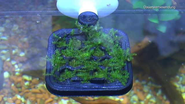 Mega Projekte Zimmerpflanzen Spezial, Garnelenbecken Babys und Dschungel im Überblick смотреть онлайн