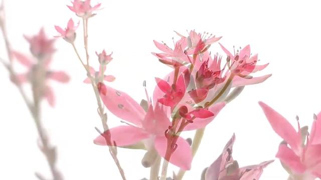 Graptopetalum 'Vega' смотреть онлайн