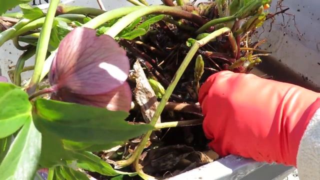 Growing and Propagating Helleborus x hybridus -- Hellebores смотреть онлайн