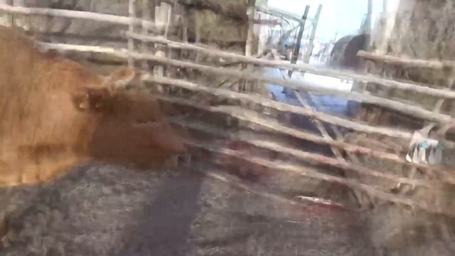 Продам стельных коров, или поменяю на........... смотреть онлайн