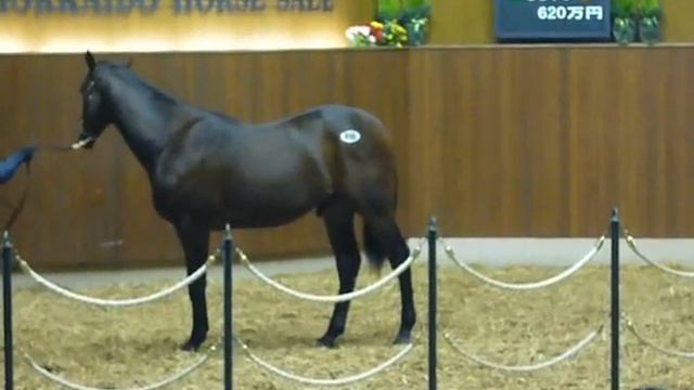 Hokkaido horse auction смотреть онлайн