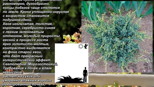 'Holger' - "Хольгер". Juniperus squamata. Можжевельник чешуйчатый. Scaly juniper. смотреть онлайн