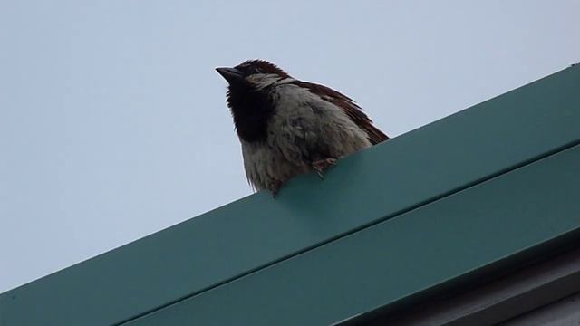 Panasonic Lumix FZ28 video HD 720P - bird смотреть онлайн