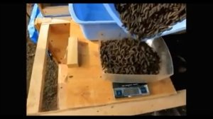 Выращивание Черной львинки (мухи Черный солдат) в естественной среде обитания