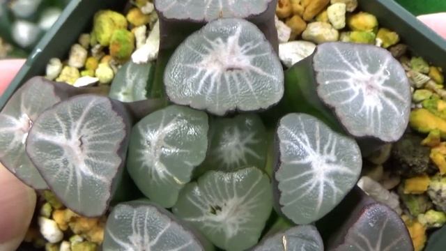 【多肉植物】万象の成長記録と根挿しで増やす方法！ハオルシア ハオルチア ビザールプランツ　珍奇植物　Haworthia　Succulents　Maughanii