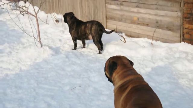 Бульмастифы питомник GRAND LIFE ENERGY